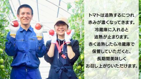 先行予約【定期便】3kg×2箱×3回お届け！スーパーフルーツトマト大箱【大玉20～35玉】糖度9度以上[AF041ci]