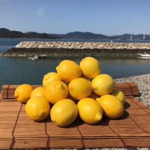 青いレモンの島　国産レモン約3kg(冷蔵便発送)※サイズはS玉～2L玉のいずれかもしくは混載【配送不可地域：離島】【1299053】