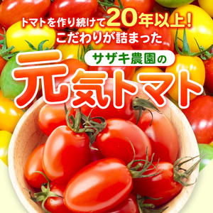 【 定期便 4回 】ミニトマト アイコ 約 3kg サザキ農園 | 野菜 やさい トマト とまと ミニトマト アイコ 熊本県 玉名市 生産量 日本一 玉名市 !!