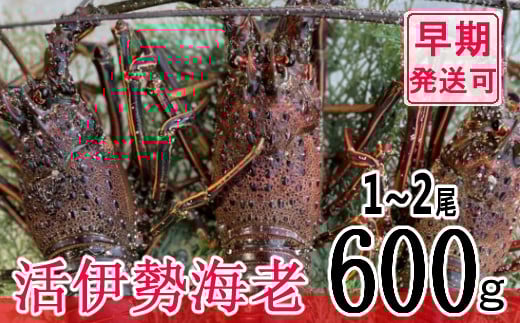 
            【漁師直送】活伊勢海老６００ｇ〈お刺身・お鍋などにおすすめ〉 伊勢海老 伊勢エビ 伊勢 海老 エビ イセエビ 生きたまま発送 刺身 焼き物 お味噌汁 鍋 ボイル エビフライ アレンジ可 産地直送 職人厳選 新鮮 海鮮 高知県 室戸市
          