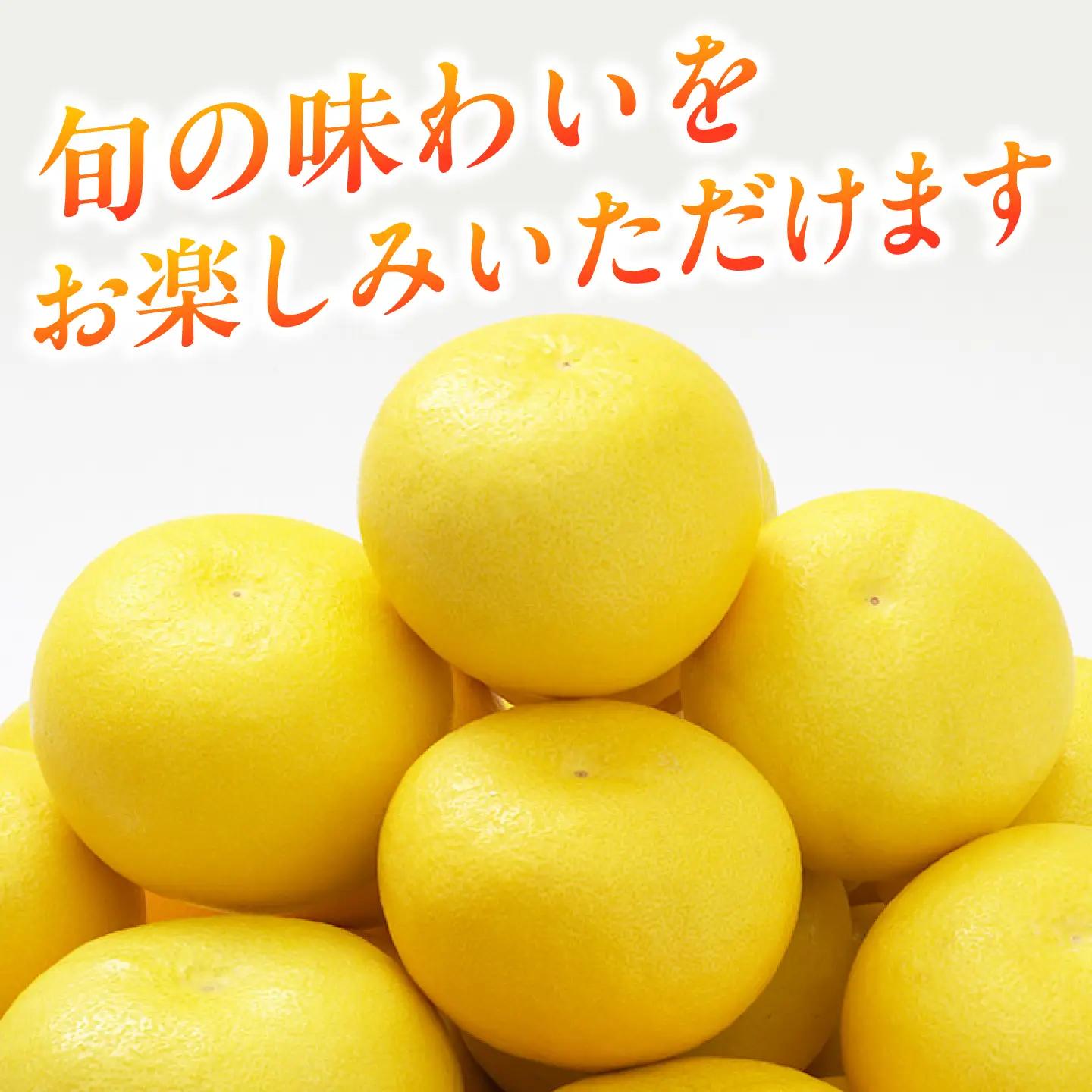 土佐文旦 9.5kg (2L～4L) 文旦 BQAH002