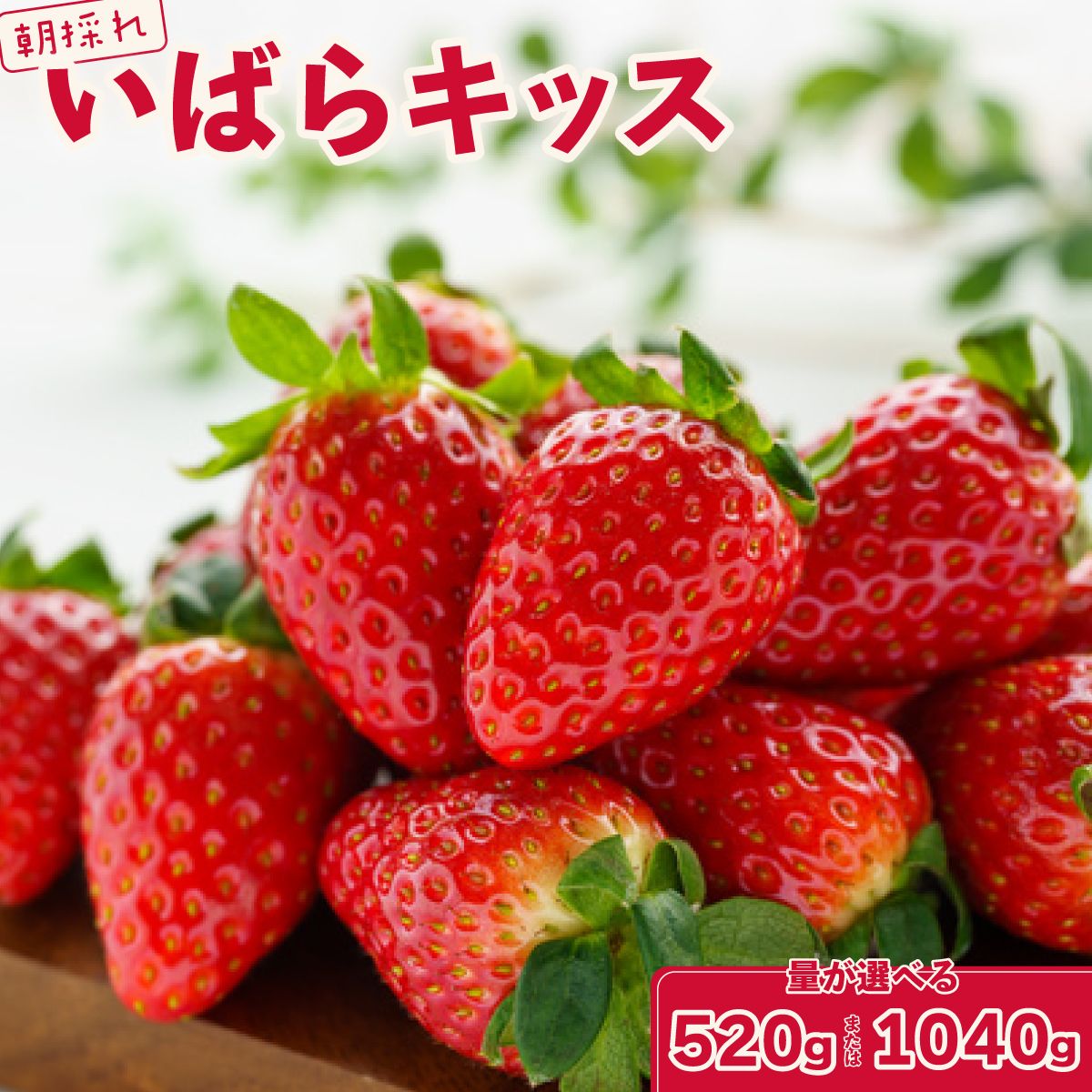【ふるさと納税】いちご いばらキッス 選べる内容量 いちご2パック/4パック × 1箱｜ 檜山いちご園 香り 大粒 いちご フルーツ 苺 イチゴ 朝採れ 新鮮 旬 フレッシュ 採れたて 糖度 酸味 バランス 濃厚 甘い 果肉 品質 健康 果物 贈り物 茨城県 常陸太田