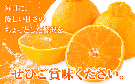 【先行予約】 みかん 不知火 3kg 高橋商店《2026年1月下旬-5月中旬頃出荷》熊本県 苓北町 柑橘 かんきつ 果物 フルーツ しらぬい 送料無料