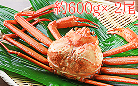 【おすすめ】紅ズワイガニ約600g×2尾【木や水産】