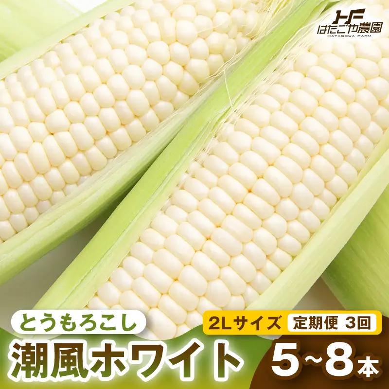 ［定期便・全3回］［夏の味覚］潮風ホワイト 2Lサイズ 5～8本 1セット とうもろこし トウモロコシ 白 コーン とうもろこし BBQ 焼き肉 白浜町