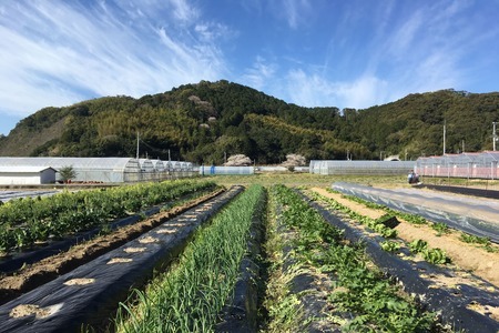 高知の旬をお届け「中里自然農園・旬のお野菜便」