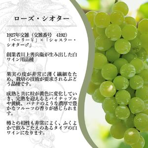 ワイン 希少ぶどう品種 岩の原ワイン ローズ・シオター お酒 岩の原 希少 善兵衛 プレミアム 新潟 上越