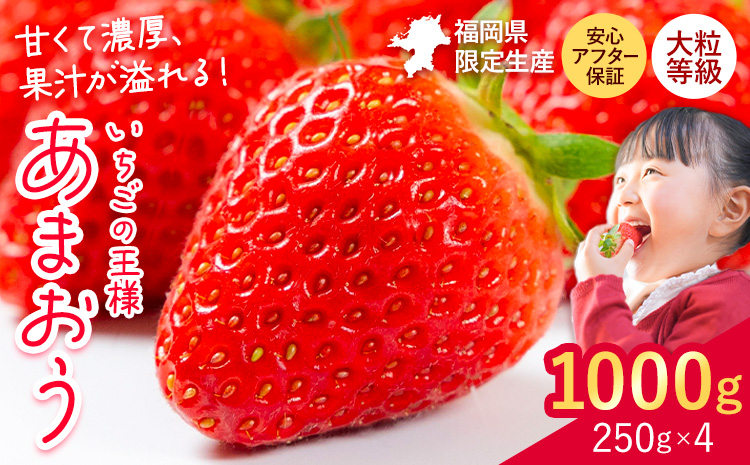 ★2027年出荷★ あまおう いちご 1000g 【着日指定不可】《2月中旬-3月中旬頃出荷》いちご イチゴ フルーツ 特産品 ---kr_ckramar_q2_26_9500_1000g---