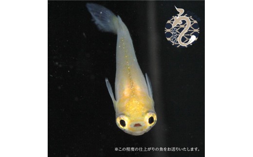 ポニョ