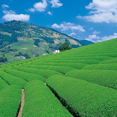 ふるさと納税 掛川市 世界農業遺産　静岡の茶草場農法　掛川茶深むし茶・茶師の誉100g袋(タトウ紙入)×3本 |  | 03