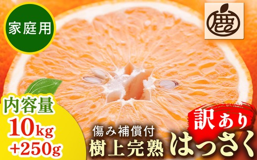
                  ＜4月より発送＞家庭用 樹上完熟はっさく10kg+250g（傷み補償分）有田の春みかん・五月八朔・さつきはっさく・木生りはっさく・きなりはっさく【光センサー選別】訳あり
                