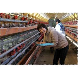 吉川養鶏のグルメ卵(L～Mサイズ10個×3パック)　贈答箱　観光協会推奨【はしまブランド】認定品　【配送不可地域：離島】【1720134】