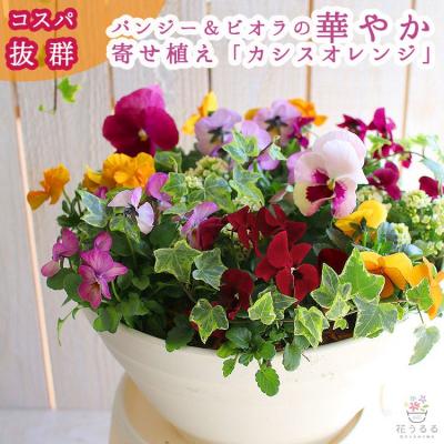 ふるさと納税 山口市 パンジー&amp;ビオラの寄せ植え[カシスオレンジ(プランター版] D546