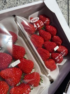 農家直送！紅ほっぺ4パック入り サイズおまかせ【果物類・いちご・苺・イチゴ・農家直送・紅ほっぺ・4パック・季節限定・詰め合わせ】 ※2026年2月頃～5月上旬頃に順次発送予定