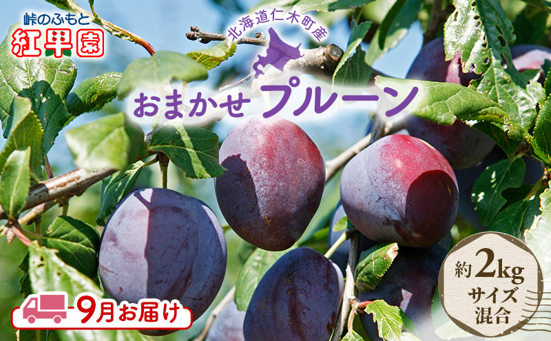 [先行受付] 9月お届け 北海道 仁木産 フレッシュ プルーン 約2kg （サイズ混合）品種 おまかせ 果物 くだもの フルーツ [峠のふもと　紅果園]