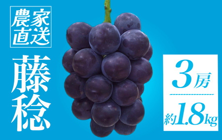 ＜地元農家直送!＞ 藤稔 3房 約1.8kg　【 葡萄 藤稔 】　