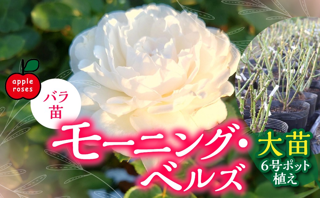 
                  【Apple Roses】バラ苗『モーニング・ベルズ』大苗6号ポット植え HNNH040
                