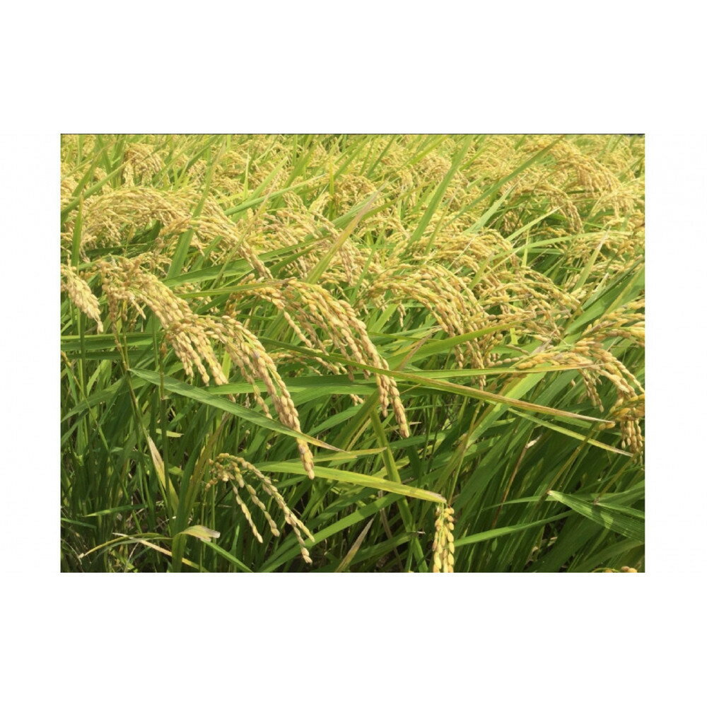 【ふるさと納税】福岡限定のお米「めし丸　元気つくし」2kg×1袋　令和7年産