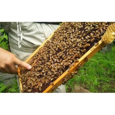 ふるさと納税 小布施町 国産 はちみつセット ( 栗・りんご ) 160g × 2種 |  | 03