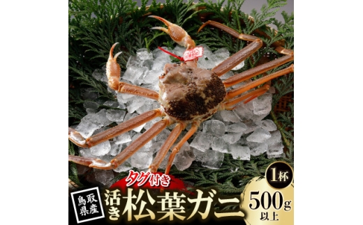 ＜先行予約＞鳥取県産 タグ付き 活 松葉がに 500g×1杯(中村商店)2026年11月発送【1779401】