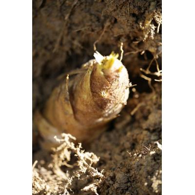 ふるさと納税 京都市 先行受付【筍農家】京都産 朝堀りたけのこ 優秀品　3KG(3-5本) |  | 02