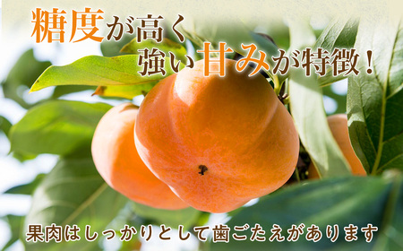 【令和8年産柿/先行予約】 20～26玉 多気町発祥 前川次郎 柿