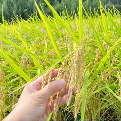 ふるさと納税 潮来市 【毎月定期便】心と身体が踊りだす栽培期間中出来るだけ農薬を減らして作る「かすみ米」玄米5kg全12回 |  | 02