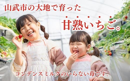 【先行予約】【12月中旬から発送】山武市産 甘熟いちご 800g以上 おすすめの品種をお届け SMB001