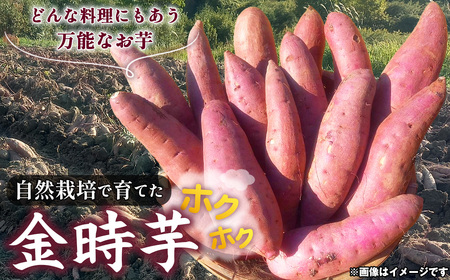 自然栽培で育てた ホクホク 金時芋　☆約5kg☆ ／ 無農薬 国産野菜 無化学肥料 さつまいも 芋 ホクホク 焼き芋 天ぷら 煮物 スイートポテト ポタージュ サラダ 万能 山口県 No.222