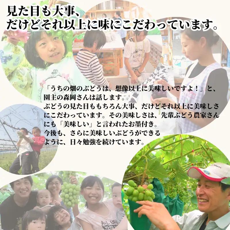 家庭用 ピオーネ 約5kg 7～13房 岡山県新見市 もりおか農園 よろこびぶどう  【先行予約 2026年9月上旬から順次発送】