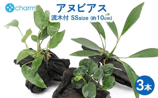 
            おまかせアヌビアス 流木付 SSサイズ 3本（約10cm） ※北海道・沖縄・離島への配送不可
          