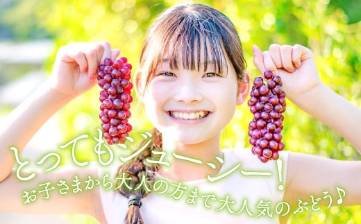 数量限定！食べ始めたら止まらない！！1房をペロリと平らげてしまうほどの美味しさです(^^♪