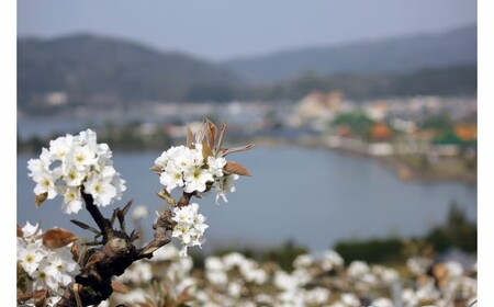 二十世紀梨 5kg 鳥取県産 先行予約受付 JA 米子選果場 2026年収穫分 なし 5キロ 0924