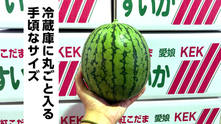 【 訳あり 】【 5月中旬より発送開始 】 際まで甘い こだまスイカ 愛娘 （ ２玉 ） スイカ 西瓜 旬 旬の果実 旬のフルーツ くだもの 果実 フルーツ 夏 [BC061sa]