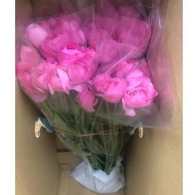 ふるさと納税 東かがわ市 ラナンキュラス「てまり(桃系色)」切花50本 |  | 01