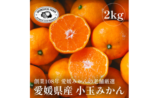 愛媛みかんの老舗厳選＜小玉 みかん2kg＞新口農園＜B70-75＞【1622614】
