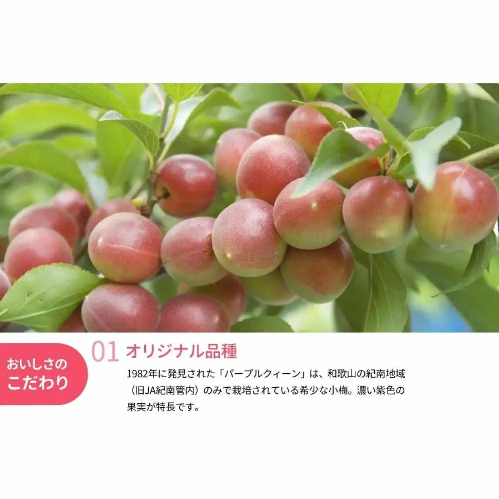 青梅 冷凍パープルクィーン 400g 冷凍青梅 【kng029】