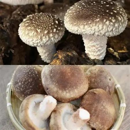信州産椎茸の佃煮(4パックセット)【1384286】
