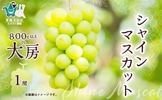 
                  シャインマスカット 大満足 1房 800g以上 先行予約 数量限定 | シャインマスカット マスカット ぶどう すっきり 甘さ 人気 果物 旬 季節 果汁 酸味 甘味 バランス コク 味わい 冷蔵庫 デザート ぜいたく ご褒美 種なし ファミリー 子ども 贈答 ギフト 茨城県 常陸太田市
                