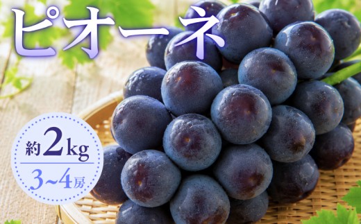 大原観光果樹園 ピオーネ 約2kg 3～4房 【先行予約 2026年9月上旬から順次発送】