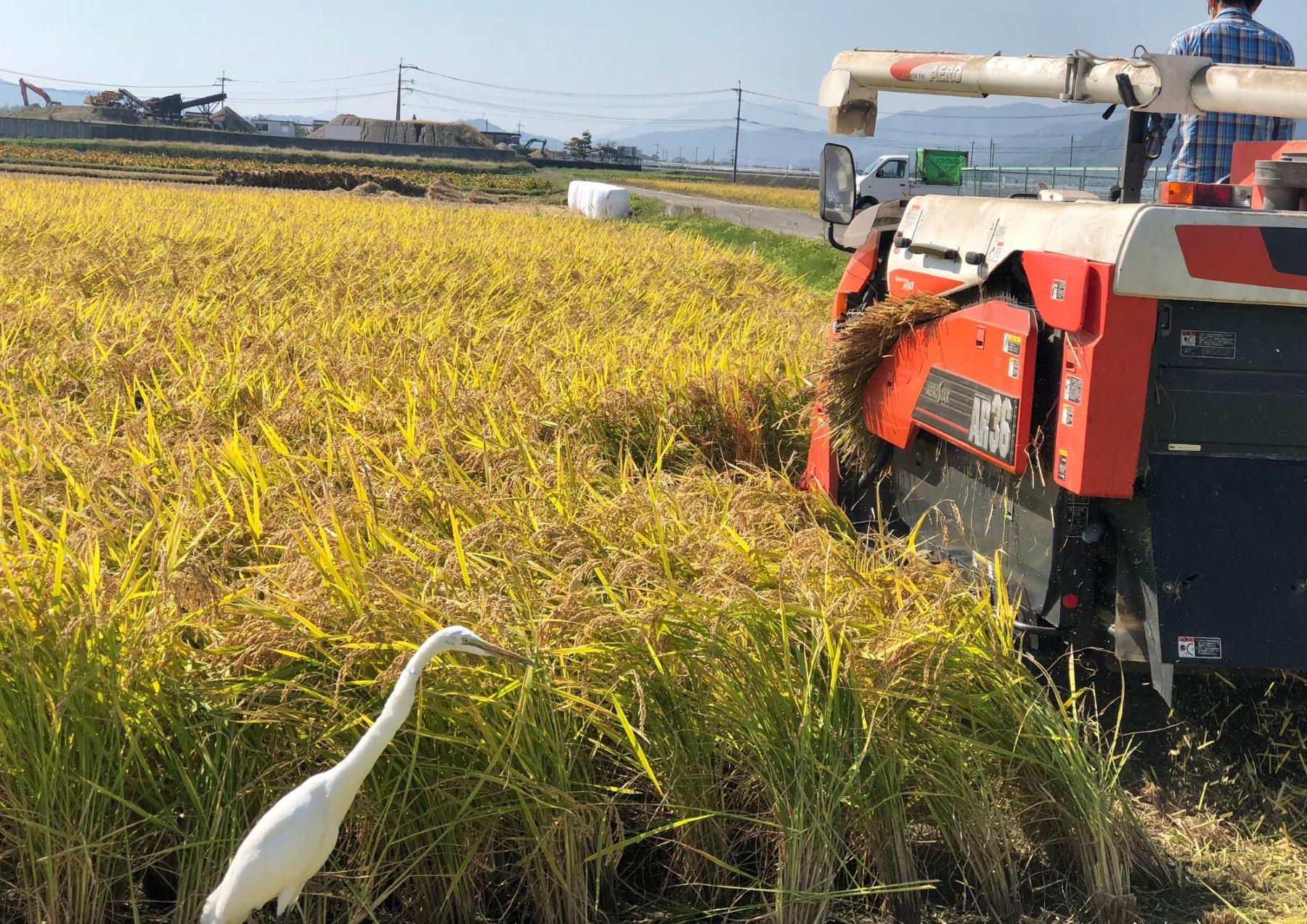 広大で豊かな土壌の佐賀平野で自然いっぱいに育ったさがびよりを使用しています
