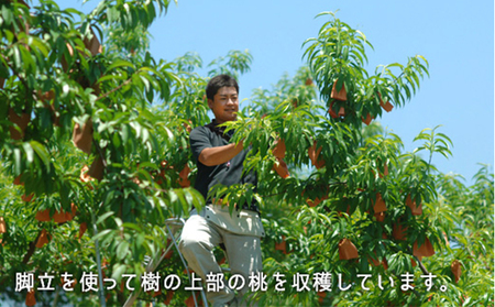 桃 岡山県産 2026年 先行予約 白桃 早生種 約1.3kg  5～6玉