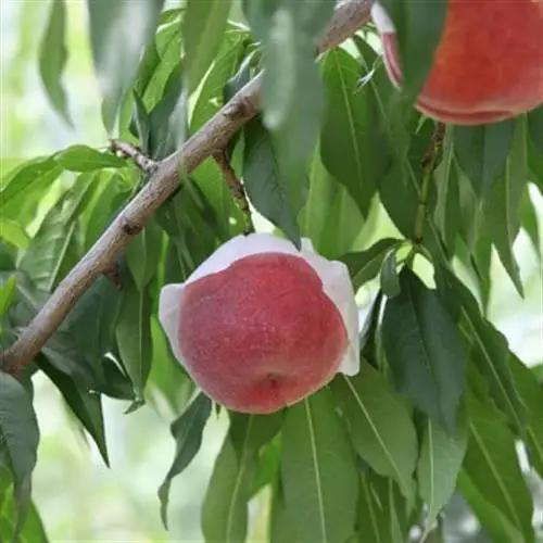 【ふるさと納税】2027年発送 山梨県山梨市産 桃 約2kg(5～8玉)【配送不可地域：離島】【1560863】