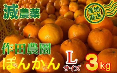 【秀品】作田農園直送！ポンカンＬサイズ 3kg 減農薬 有機肥料 ポンカン ぽんかん くだもの 果物 フルーツ 柑橘 かんきつ みかん ミカン 人気