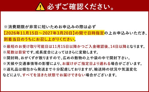 幸福堂 特選車海老 「 八幡瀬戸 」 約250g （ 8尾前後 ） 車海老 海老 エビ えび 車エビ 車えび 魚介 魚介類 海鮮 贈答 贈答用 国産 【 2026年11月15日以降2027年3月20日