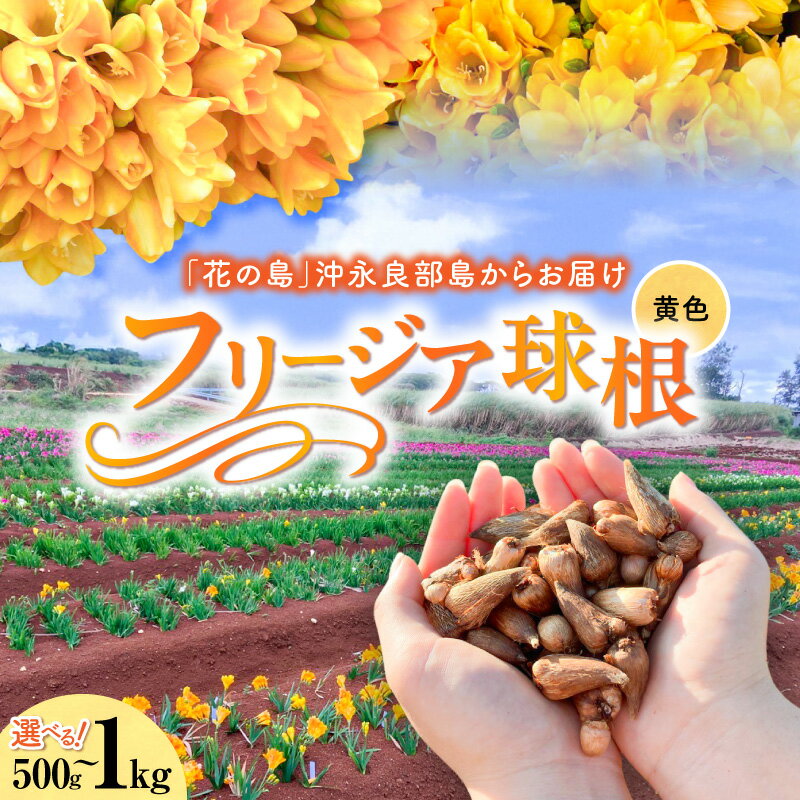 【ふるさと納税】＜選べる＞フリージア 球根 黄色 500g 1kg 花 お花 球根 黄色 植物 綺麗 キレイ きれい 知名町役場農林課 鹿児島 知名町 おすすめ ランキング プレゼント