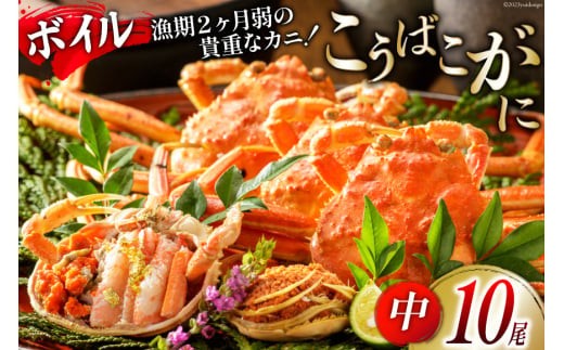 12月発送【能登半島 漁協直送！】ボイル済 香箱ガニ 10尾 [JF西海 石川県 志賀町 AM4228-12gatsu] 蟹 カニ かに ズワイガニ セコガニ メス 内子