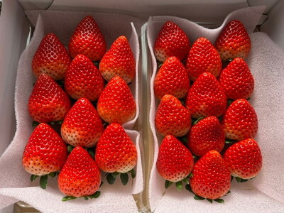 栃木県産いちご とちあいか 2パック入り（550g前後）｜果物 フルーツ 苺 イチゴ 朝採れ 新鮮 産地直送 栃木県 芳賀町 ※2025年12月下旬頃～2026年4月下旬頃に順次発送予定
