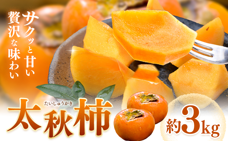 【先行予約】柿 太秋柿 たいしゅうがき 約3kg 日本フルーツ株式会社《2026年9月上旬-10月下旬頃出荷》熊本県 菊池市 柿 かき 熊本県産 秋の味覚 果物 くだもの フルーツ デザート