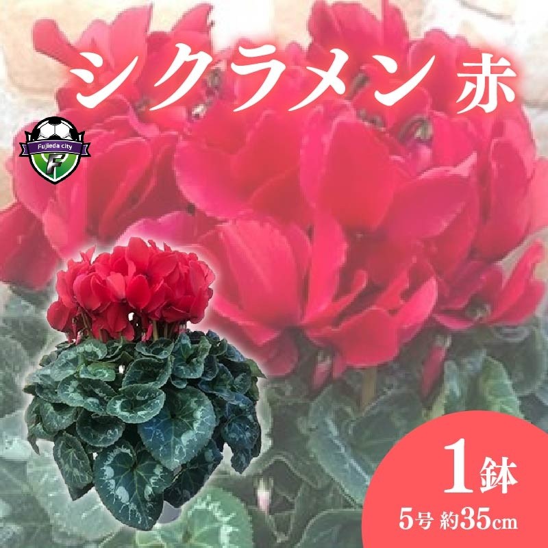 
                  【 先行予約 ：2026年12月発送 】 花 高級 シクラメン 鉢植え 赤 系 5号 冬 クリスマス 冬の花 ガーデン ガーデニング 庭 贈答 プレゼント ギフト 植物 オンライン決済限定
                